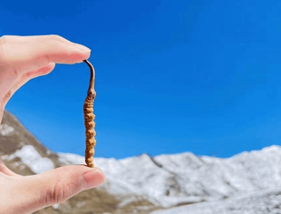 【端午好礼推荐】西藏拉姆拉错山虫草