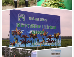 蓝色海洋粮仓翘楚 ——碧青园“海涂新资源植物菊芋产业化与海涂盐土农业产业链”推进会成功举办