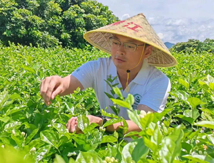茶韵初心铸匠心，茉莉香茗世界路——福建“头雁”我会常务理事陈宾 引领乡村振兴工作