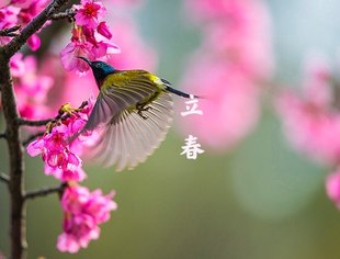 【渝商分享】 牛年说牛，原来这么多学问！