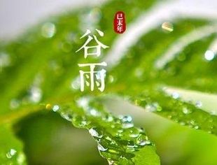 谷雨