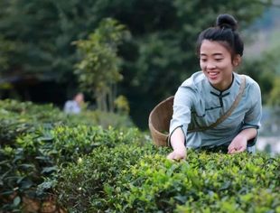 “一带一路”地理标志品牌推广清单发布 广西“六堡茶”“横县茉莉花茶”入选