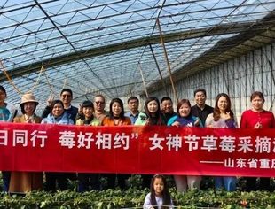 春日同行 莓好相约|山东省重庆商会组织开展妇女节草莓采摘活动