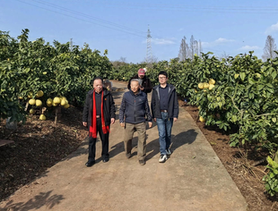 走进遂宁市永红矮晚柚有限公司交流考察