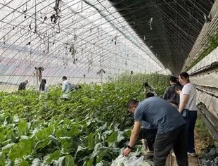 【商会活动】辽宁省重庆商会“开心农场”之旅圆满举办