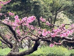 四川女企业家龙泉山庄共话品牌,忙里偷闲赏桃花姊妹情深谋发展