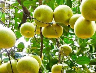 莆田度尾文旦柚，柚嫩柚甜，柚香柚久