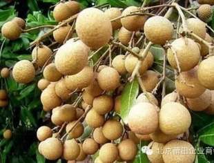 【京莆快讯】"莆田好果"淘宝开卖 首日订单近两万份