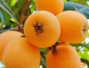 这就是莆田（三十六）莆田枇杷，中国之最