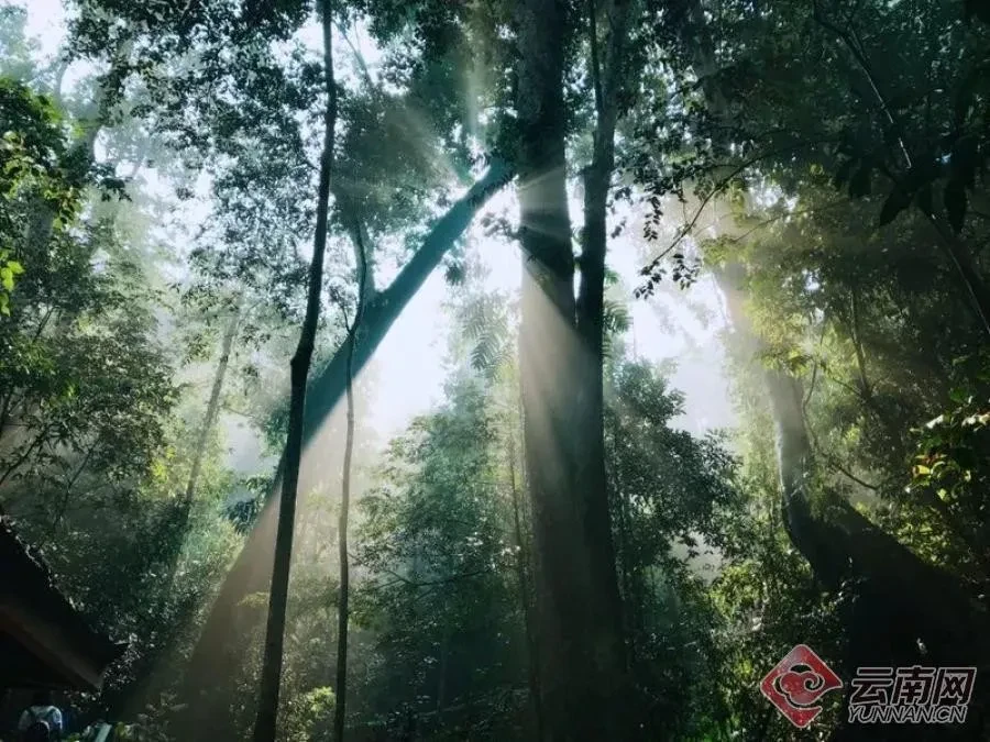 在西雙版納原始森林公園，找到回歸大自然的初心