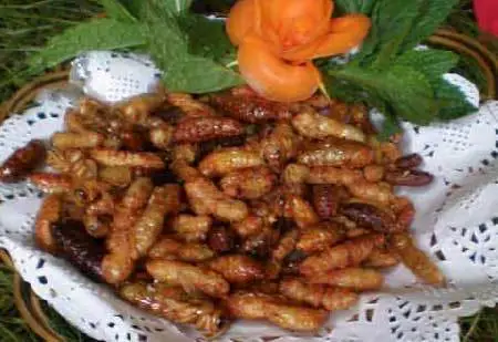 美味营养的蜂蛹(图片来源：中国商务在线旅行网)