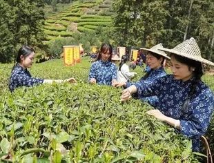 何以中国丨一茶兴百业