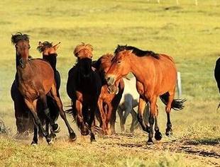 【爱上内蒙古】2025鄂尔多斯投资指南