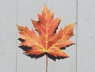 沈商简报