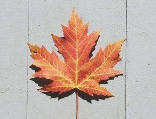 沈商简报
