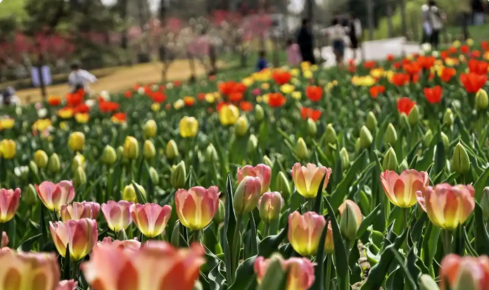 4月4日,游客在北京国家植物园赏花。新华社记者 李欣 摄