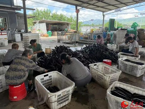 工作人员正在分拣蔬菜。人民网记者 杜燕飞摄
