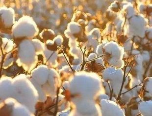 苏丹财政部将提高棉花的鼓励售价