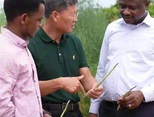 中国专家在非洲热土播撒丰收希望