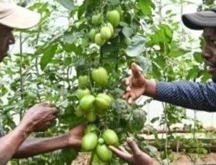 中国农业技术助力肯尼亚番茄种植户增产增收