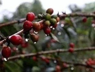 埃塞俄比亚咖啡商：在中国大市场寻求更多合作机遇