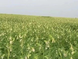 苏丹2024年谷物产量达660万吨