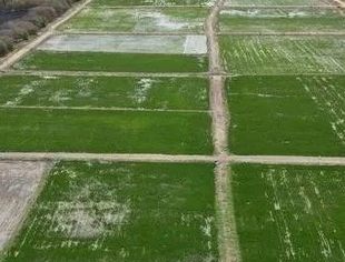 中国水稻种植技术助力冈比亚农业发展