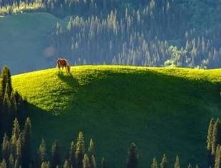 森林王国加蓬:绿野深处的自然宝藏