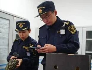 贝宁“甜面包”菠萝首次入湘  各大商超即将售卖