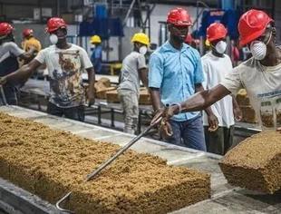 白色黄金”铺就致富路——中国技术助力科特迪瓦橡胶产业增产增效