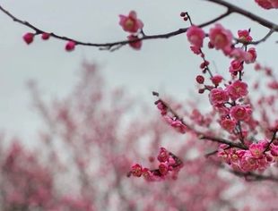 情暖三八节 川商绽芳华|昆山市四川商会恭祝全体女性节日快乐