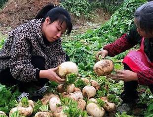 我会会员企业积极响应消费扶贫--认购福林村赶水草蔸萝卜