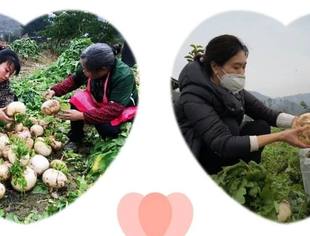 防疫不误农时 助力消费扶贫--- 重庆市上海商会助力义卖赶水草蔸萝卜