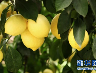 【直播】第二届世界柠檬产业发展大会开幕式暨国际食品（柠檬）加工产业峰会